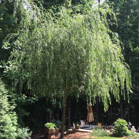 Weeping Willow