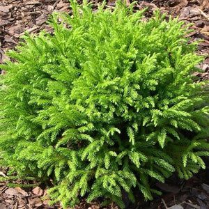 Cryptomeria Japonica Globosa Nana