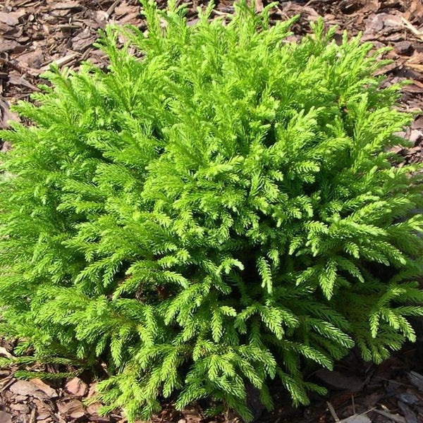 Cryptomeria Japonica Globosa Nana