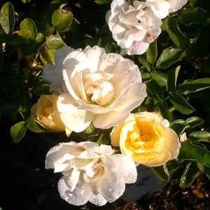 Popcorn Drift Rose