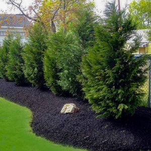 Leyland Cypress Tree Privacy Fence