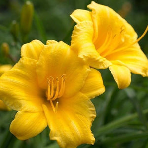 Stella de Oro Daylily