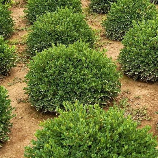 Green Velvet Boxwood