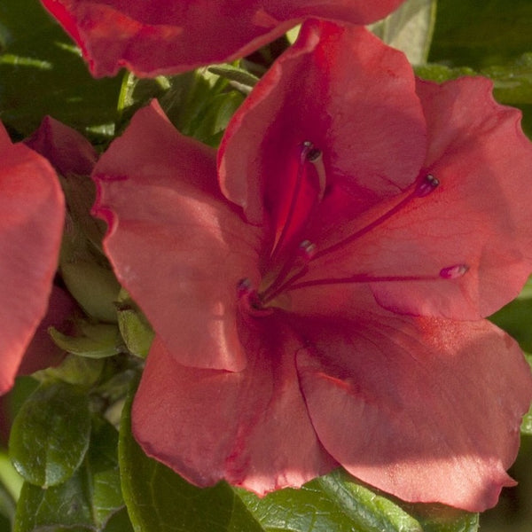 Autumn Sunset Encore Azalea