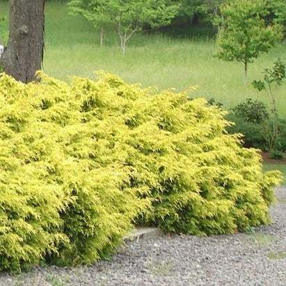 Gold Coast Yellow Evergreen Juniper - PlantingTree