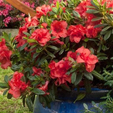 Autumn Sunset Encore Azalea