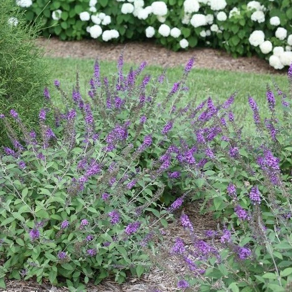 Lo & Behold® Blue Chip jr Butterfly Bush