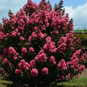 Coral Magic Crape Myrtle