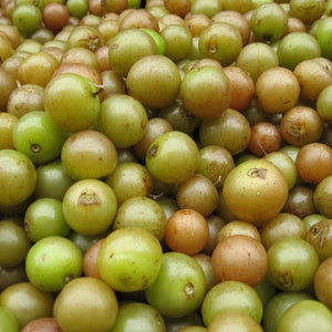 Scuppernong Grape Vine