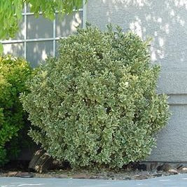 Silver King Euonymus