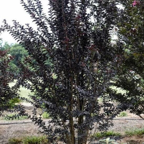 Moonlight Magic Crape Myrtle