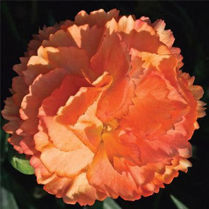 Super Trouper Orange Dianthus