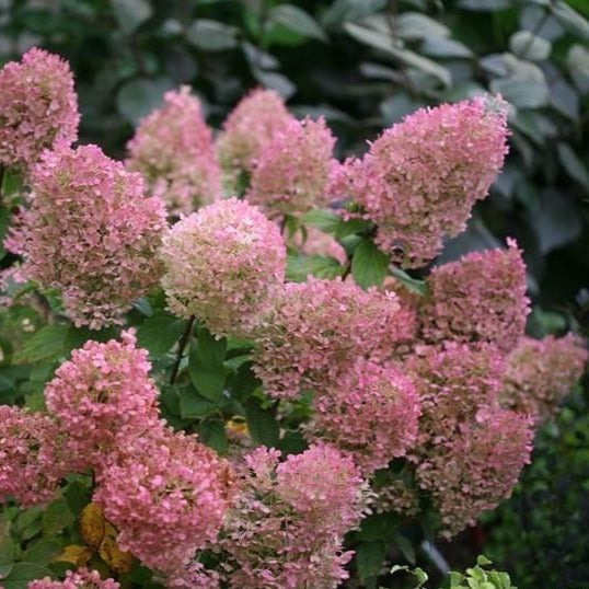 Bobo Hydrangea