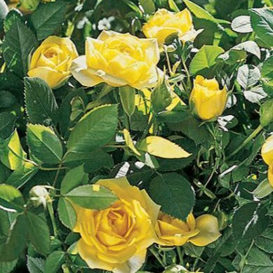 Yellow Sunblaze Miniature Rose Tree