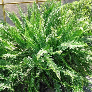Kimberly Queen Fern