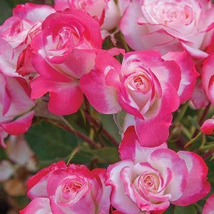 Candy Cane Cocktail Rose Tree