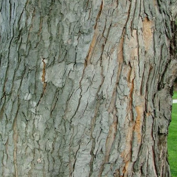 Silver Maple