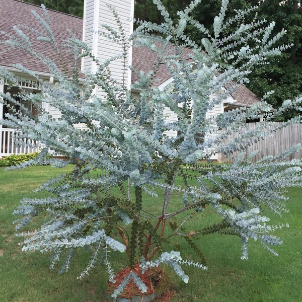 Silver Dollar Eucalyptus  Silver Dollar Eucalyptus Tree - PlantingTree