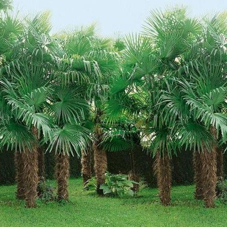 best time to plant windmill palm Windmill Palm | Windmill Palm Trees for Sale