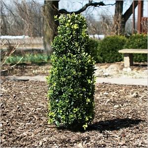 Graham Blandy Boxwood