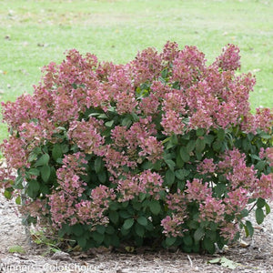 Little Quick Fire Hydrangea