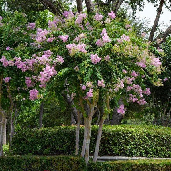 crape myrtle lavender tree Muskogee Crape Myrtle