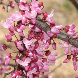 Ruby Falls Redbud Tree