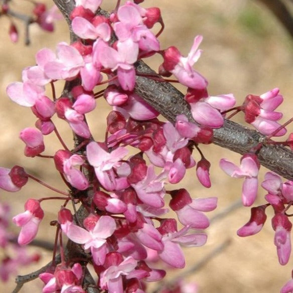 Ruby Falls Redbud Tree