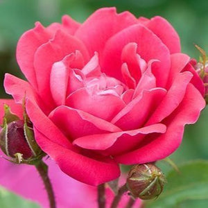 Red Double Knockout Roses