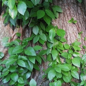 Barbara Ann Climbing Hydrangea Vine
