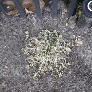 Mirimichi Weed & Grass Killer