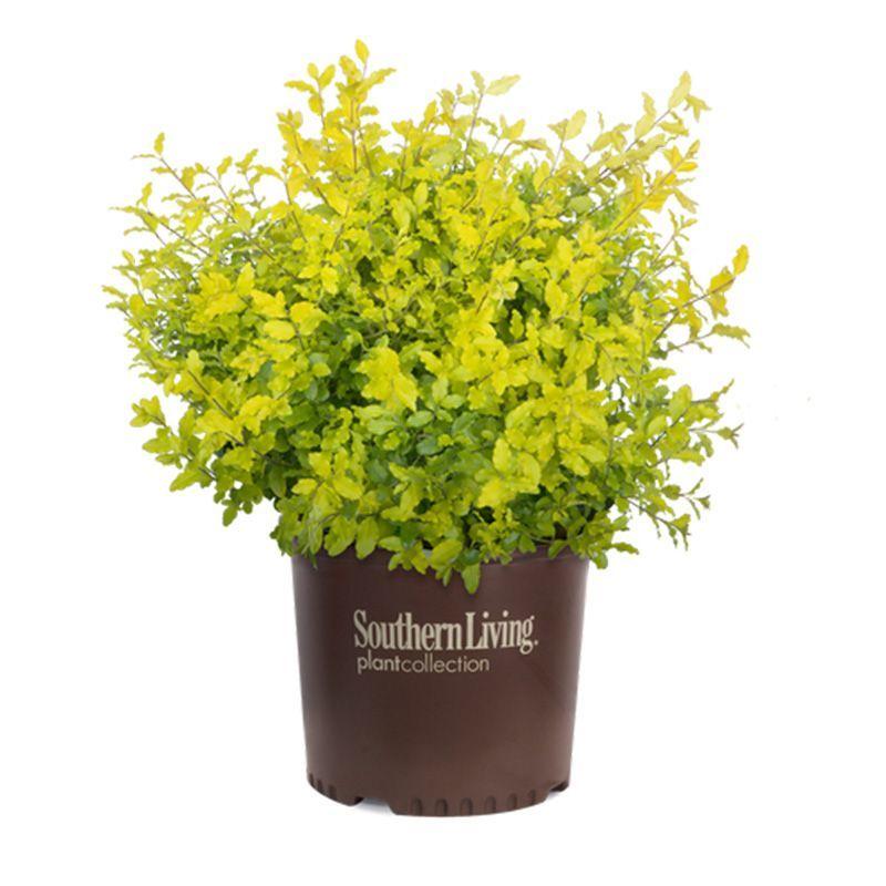 16　Sunshine leaves Sunshine Ligustrum | Lemon Yellow Shrubs - 7 Gallon