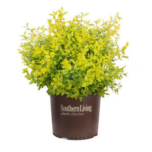 Sunshine Ligustrum