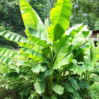 banana palm plant Basjoo Banana Tree