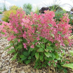 Little Quick Fire Hydrangea