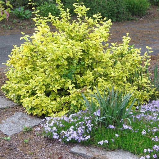 Golden Euonymus