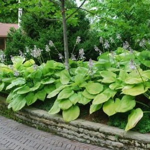 Sum and Substance Hosta