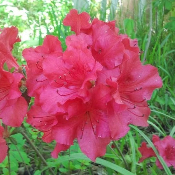 Azalea Johanna 