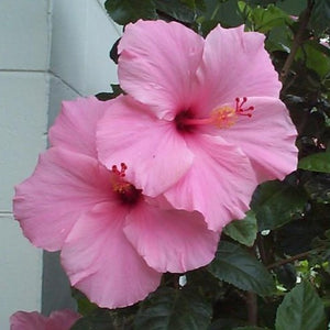 Pink Hibiscus