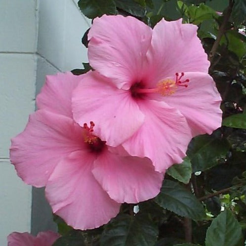 Pink Hibiscus
