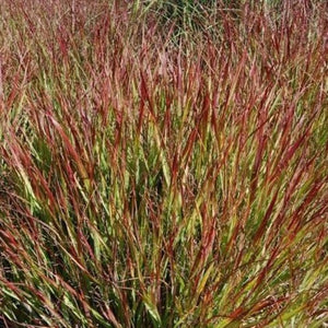 Shenandoah Switch Grass