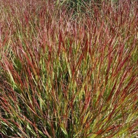 Shenandoah Switch Grass