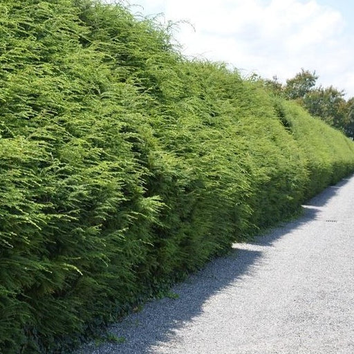Canadian Hemlock Tree