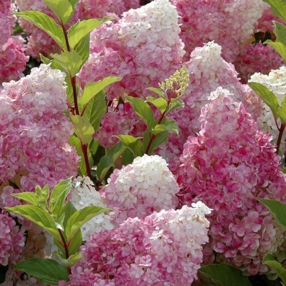 Vanilla Strawberry Hydrangea