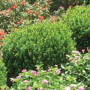 Baby Gem Boxwood