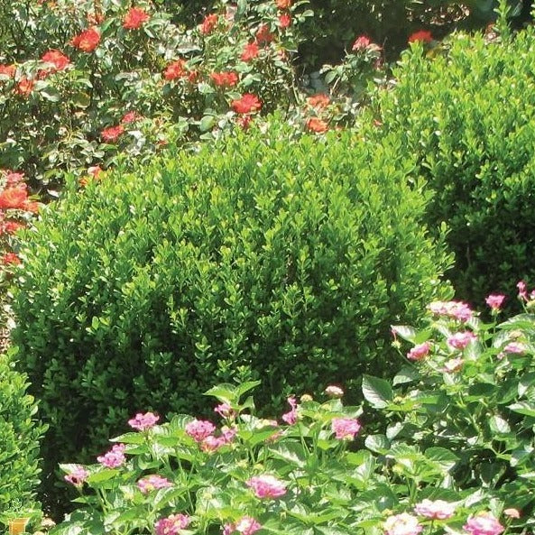 Baby Gem Boxwood