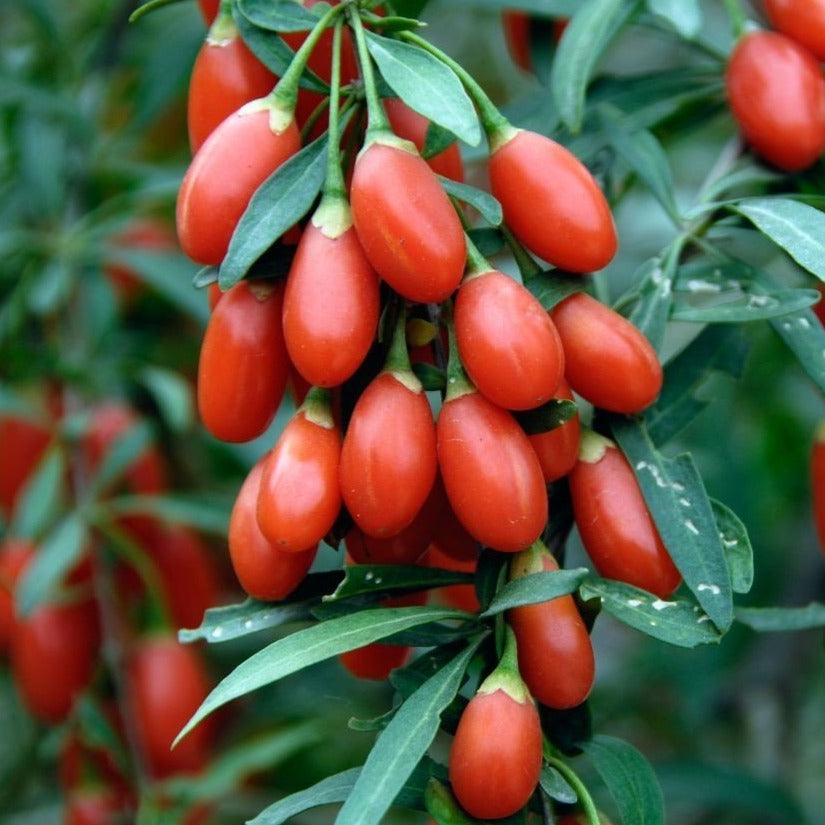 planting goji berry seeds Goji Berry Shrub | Grow Your Own Fruit At Home