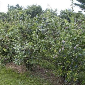 Bluecrop Blueberry Bush
