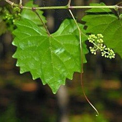 Muscadine Grape Vine