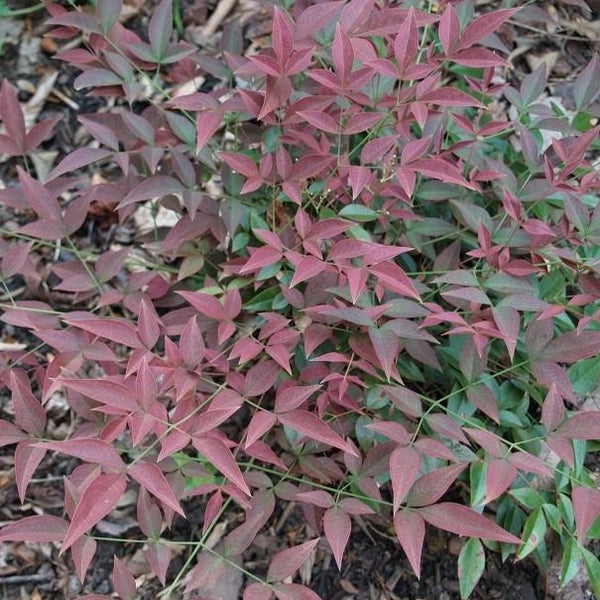 Flirt Nandina